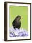 Blackbird Male-null-Framed Photographic Print