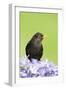 Blackbird Male-null-Framed Photographic Print