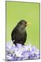 Blackbird Male-null-Mounted Photographic Print