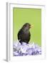 Blackbird Male-null-Framed Photographic Print