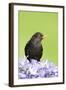 Blackbird Male-null-Framed Photographic Print