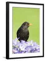 Blackbird Male-null-Framed Photographic Print