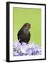 Blackbird Male-null-Framed Photographic Print