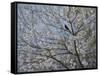 Blackbird Singing in Cherry Blossom-Ruth Addinall-Framed Stretched Canvas