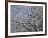 Blackbird Singing in Cherry Blossom-Ruth Addinall-Framed Giclee Print