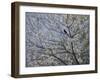 Blackbird Singing in Cherry Blossom-Ruth Addinall-Framed Giclee Print