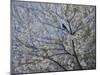 Blackbird Singing in Cherry Blossom-Ruth Addinall-Mounted Giclee Print