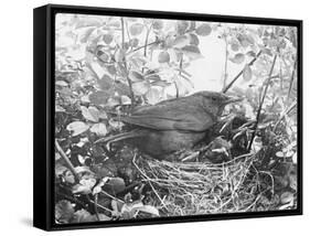 Blackbird Sits in Her Nest with Her Brood of Fledglings-null-Framed Stretched Canvas