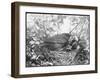 Blackbird Sits in Her Nest with Her Brood of Fledglings-null-Framed Art Print