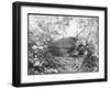 Blackbird Sits in Her Nest with Her Brood of Fledglings-null-Framed Art Print