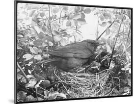 Blackbird Sits in Her Nest with Her Brood of Fledglings-null-Mounted Art Print