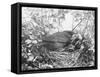 Blackbird Sits in Her Nest with Her Brood of Fledglings-null-Framed Stretched Canvas