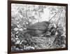 Blackbird Sits in Her Nest with Her Brood of Fledglings-null-Framed Art Print