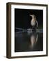 Blackbird (Turdus Merula) Female at Water, Pusztaszer, Hungary, May 2008-Varesvuo-Framed Photographic Print