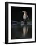 Blackbird (Turdus Merula) Female at Water, Pusztaszer, Hungary, May 2008-Varesvuo-Framed Photographic Print