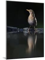 Blackbird (Turdus Merula) Female at Water, Pusztaszer, Hungary, May 2008-Varesvuo-Mounted Photographic Print