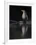 Blackbird (Turdus Merula) Female at Water, Pusztaszer, Hungary, May 2008-Varesvuo-Framed Photographic Print