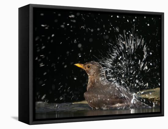 Blackbird (Turdus Merula) Female Bathing, Pusztaszer, Hungary, May 2008-Varesvuo-Framed Stretched Canvas