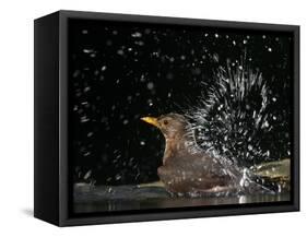 Blackbird (Turdus Merula) Female Bathing, Pusztaszer, Hungary, May 2008-Varesvuo-Framed Stretched Canvas