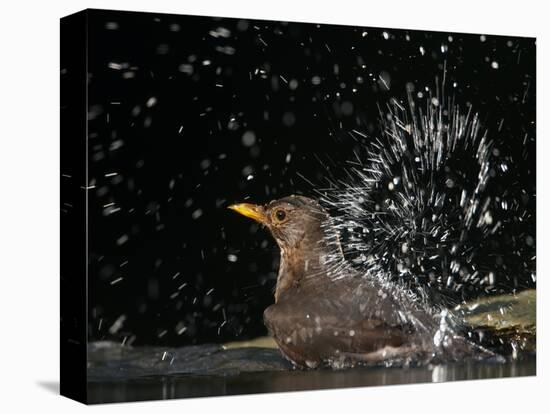 Blackbird (Turdus Merula) Female Bathing, Pusztaszer, Hungary, May 2008-Varesvuo-Stretched Canvas