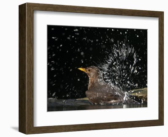 Blackbird (Turdus Merula) Female Bathing, Pusztaszer, Hungary, May 2008-Varesvuo-Framed Photographic Print