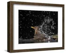 Blackbird (Turdus Merula) Female Bathing, Pusztaszer, Hungary, May 2008-Varesvuo-Framed Photographic Print