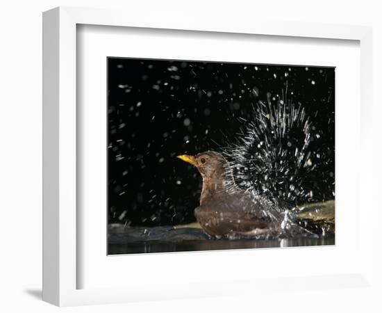 Blackbird (Turdus Merula) Female Bathing, Pusztaszer, Hungary, May 2008-Varesvuo-Framed Photographic Print