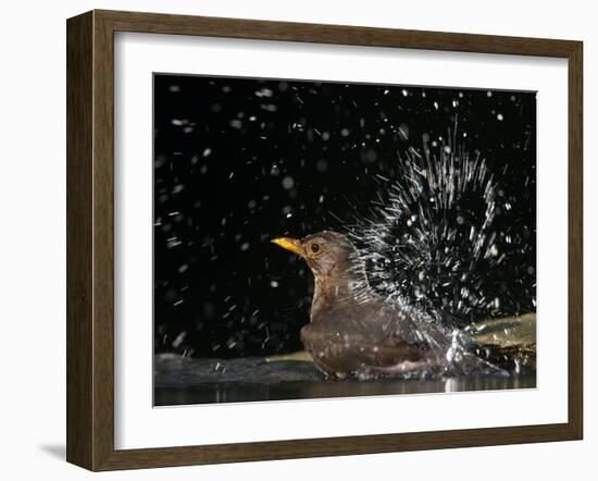 Blackbird (Turdus Merula) Female Bathing, Pusztaszer, Hungary, May 2008-Varesvuo-Framed Photographic Print