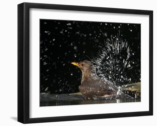 Blackbird (Turdus Merula) Female Bathing, Pusztaszer, Hungary, May 2008-Varesvuo-Framed Photographic Print