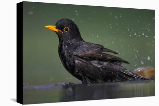 Blackbird (Turdus Merula) Male Bathing, Pusztaszer, Hungary, May 2008-Varesvuo-Stretched Canvas