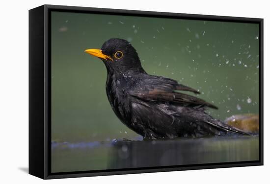 Blackbird (Turdus Merula) Male Bathing, Pusztaszer, Hungary, May 2008-Varesvuo-Framed Stretched Canvas