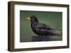 Blackbird (Turdus Merula) Male Bathing, Pusztaszer, Hungary, May 2008-Varesvuo-Framed Photographic Print