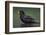 Blackbird (Turdus Merula) Male Bathing, Pusztaszer, Hungary, May 2008-Varesvuo-Framed Photographic Print