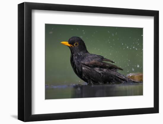 Blackbird (Turdus Merula) Male Bathing, Pusztaszer, Hungary, May 2008-Varesvuo-Framed Photographic Print