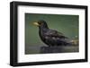 Blackbird (Turdus Merula) Male Bathing, Pusztaszer, Hungary, May 2008-Varesvuo-Framed Photographic Print