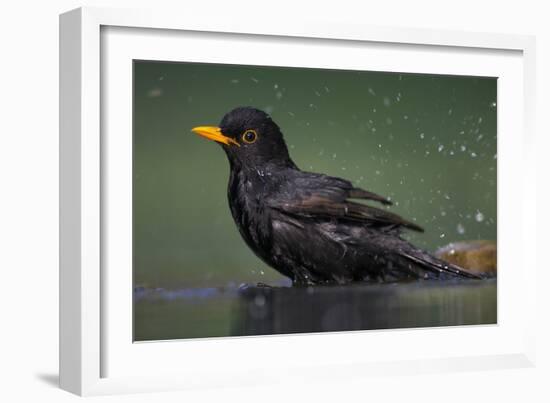 Blackbird (Turdus Merula) Male Bathing, Pusztaszer, Hungary, May 2008-Varesvuo-Framed Photographic Print