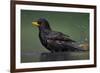 Blackbird (Turdus Merula) Male Bathing, Pusztaszer, Hungary, May 2008-Varesvuo-Framed Photographic Print