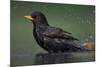 Blackbird (Turdus Merula) Male Bathing, Pusztaszer, Hungary, May 2008-Varesvuo-Mounted Photographic Print