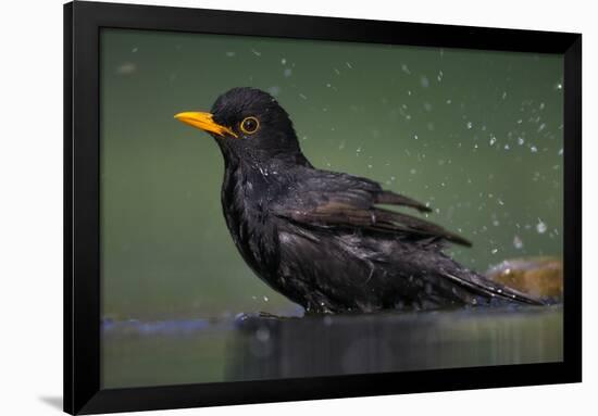 Blackbird (Turdus Merula) Male Bathing, Pusztaszer, Hungary, May 2008-Varesvuo-Framed Photographic Print