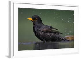 Blackbird (Turdus Merula) Male Bathing, Pusztaszer, Hungary, May 2008-Varesvuo-Framed Photographic Print