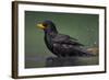 Blackbird (Turdus Merula) Male Bathing, Pusztaszer, Hungary, May 2008-Varesvuo-Framed Photographic Print