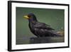 Blackbird (Turdus Merula) Male Bathing, Pusztaszer, Hungary, May 2008-Varesvuo-Framed Photographic Print