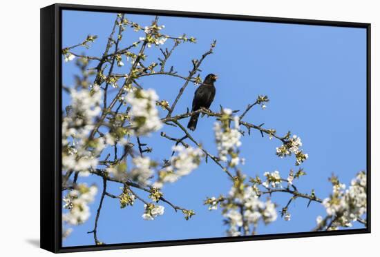 Blackbird (Turdus merula) male in singing in spring, Bavaria, Germany, April-Konrad Wothe-Framed Stretched Canvas