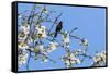 Blackbird (Turdus merula) male in singing in spring, Bavaria, Germany, April-Konrad Wothe-Framed Stretched Canvas