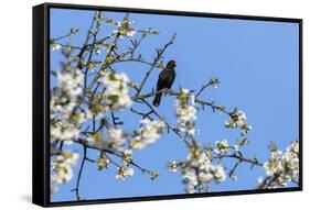 Blackbird (Turdus merula) male in singing in spring, Bavaria, Germany, April-Konrad Wothe-Framed Stretched Canvas