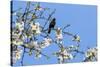Blackbird (Turdus merula) male in singing in spring, Bavaria, Germany, April-Konrad Wothe-Stretched Canvas