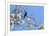 Blackbird (Turdus merula) male in singing in spring, Bavaria, Germany, April-Konrad Wothe-Framed Photographic Print