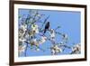 Blackbird (Turdus merula) male in singing in spring, Bavaria, Germany, April-Konrad Wothe-Framed Photographic Print