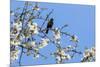 Blackbird (Turdus merula) male in singing in spring, Bavaria, Germany, April-Konrad Wothe-Mounted Photographic Print