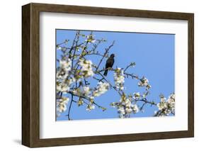 Blackbird (Turdus merula) male in singing in spring, Bavaria, Germany, April-Konrad Wothe-Framed Photographic Print